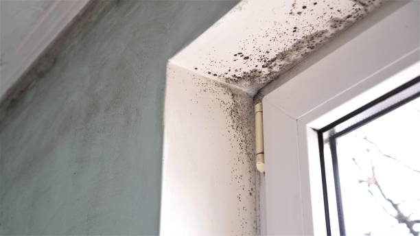 Best Toxic Mold Removal  in Crown Heights, NY
