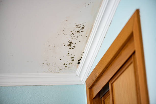 Best Certified Mold Removal  in Crown Heights, NY