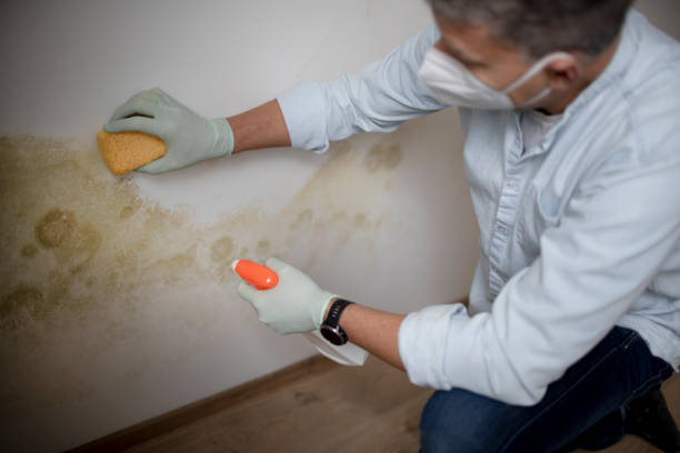 Best Toxic Mold Removal  in Crown Heights, NY