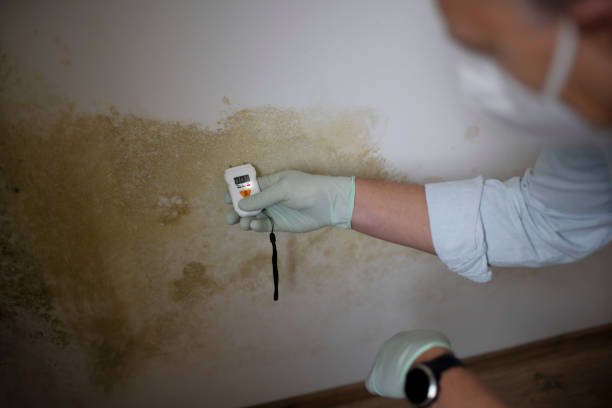 Best Mold Cleaning Services  in Crown Heights, NY