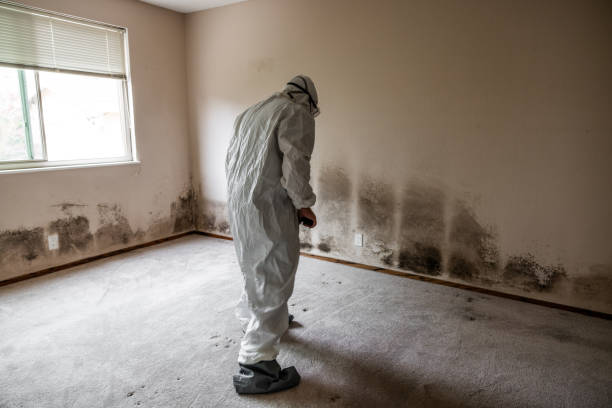 Best Emergency Mold Removal  in Crown Heights, NY