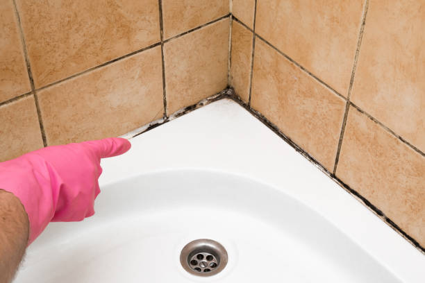 Best Local Mold Removal Service  in Crown Heights, NY